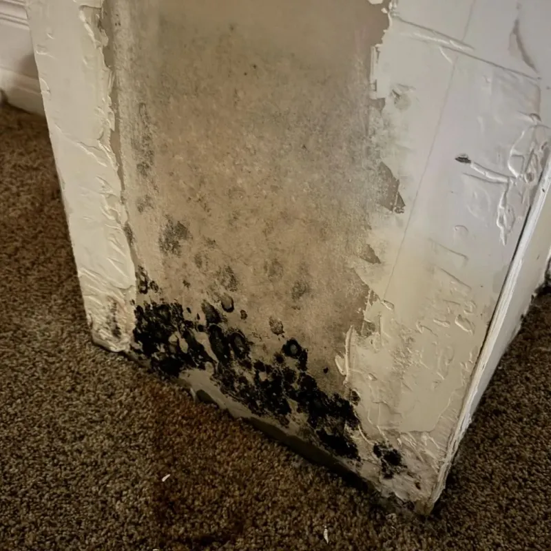 Professional Mold Removal in Manvel, TX